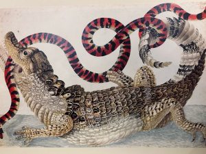 A dynamic scene of a caiman holding a false coral snake in its mouth, from Maria Sibylla Merian’s Suriname Album.